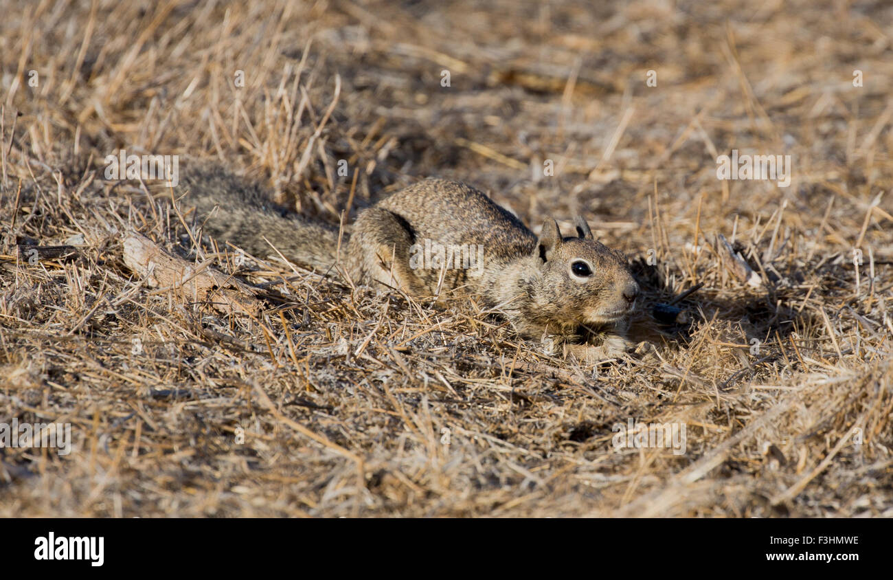 La massa della California scoiattolo (Otospermophilus beecheyi) mimetizzata Foto Stock