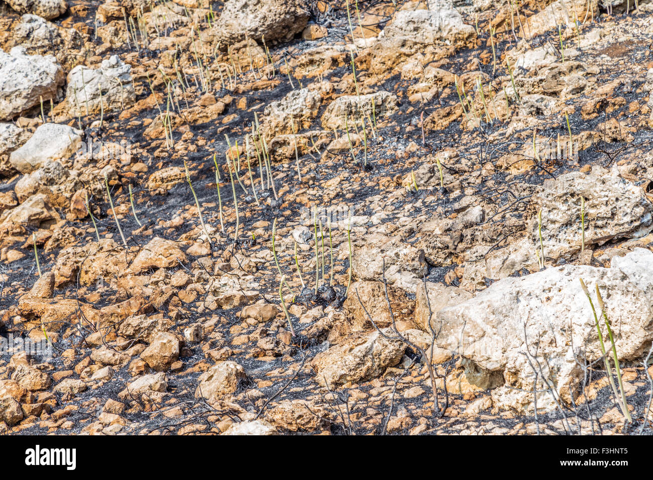 Erbe infestanti verdi sulle ripide scogliere lungo la costa della Puglia in Italia Foto Stock