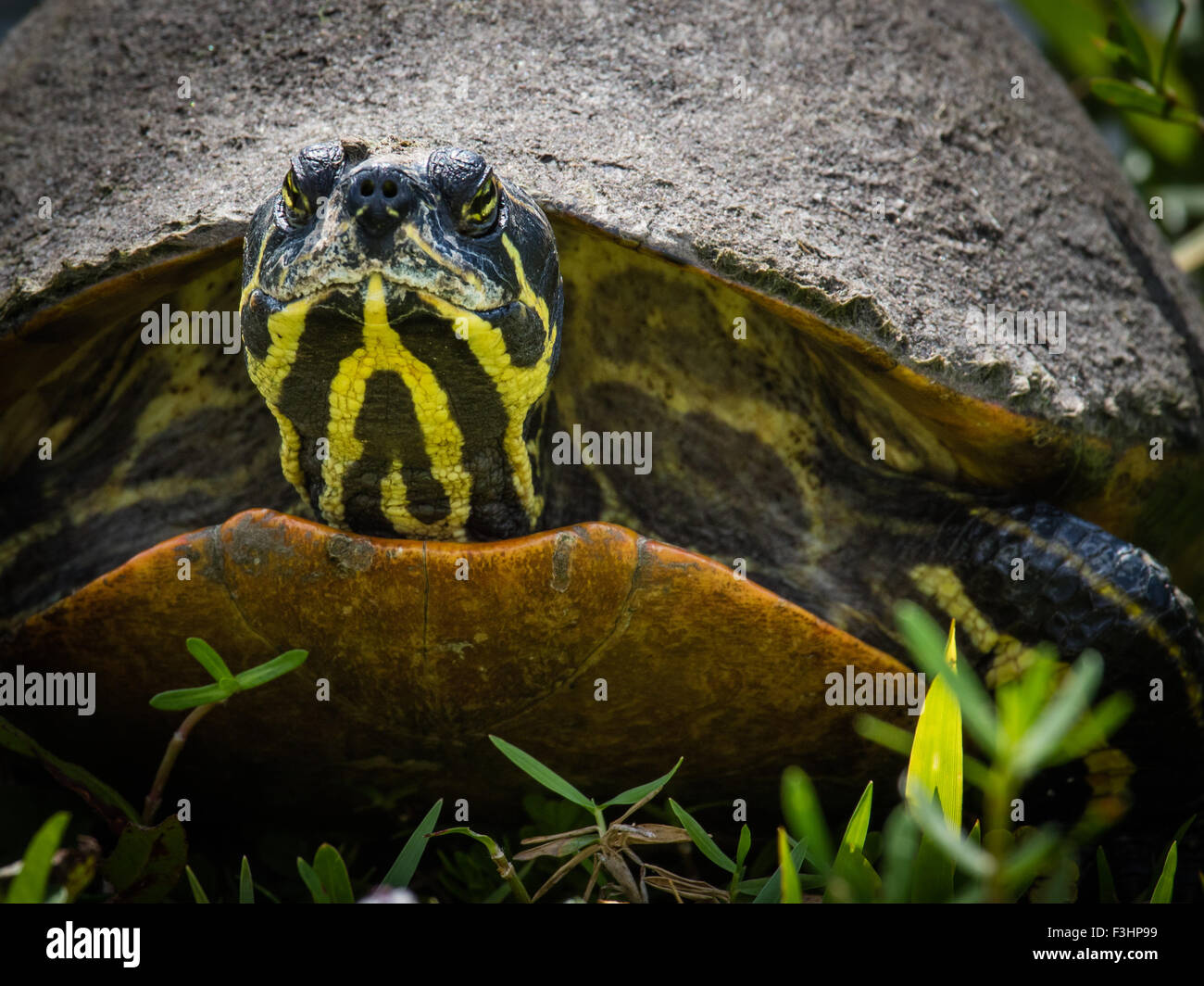 Una tartaruga Cooter - un grande erbivoro tartarughe di acqua dolce Foto Stock
