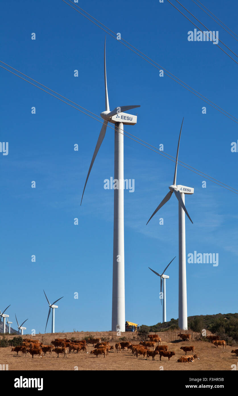 Generatori di vento o mulini a vento con una mandria di bovini, vicino a Casares, provincia di Malaga, Andalusia, Spagna Foto Stock