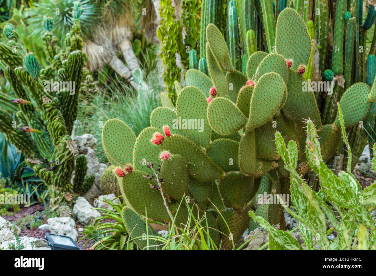 Fichidindia, frutti rossi sulle pale di cactus Foto Stock