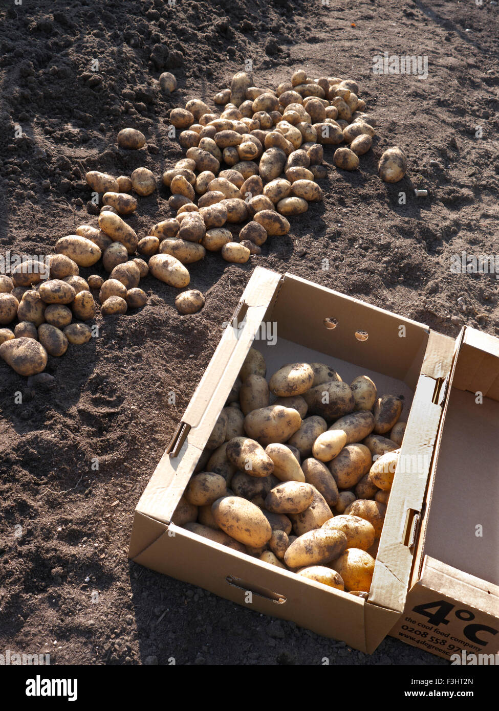 La raccolta di patate "Nicola' (Solanum tuberosum) un sapore pieno varietà popolare di patate novelle ideale per ebollizione e insalate Foto Stock