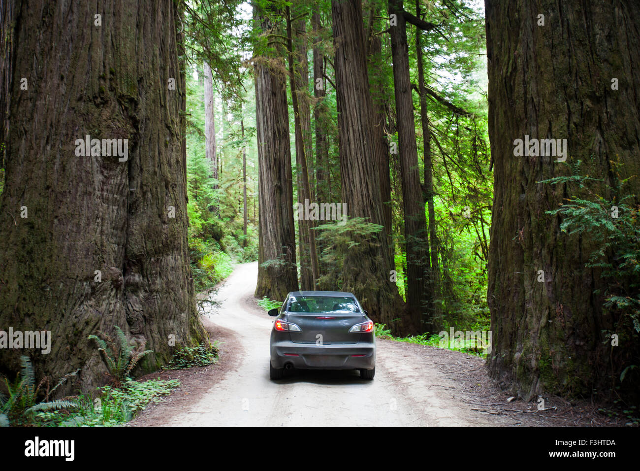 Una vettura guida su Howland Hill Road verso Stout Grove in Jedediah Smith Redwoods State Park. Foto Stock