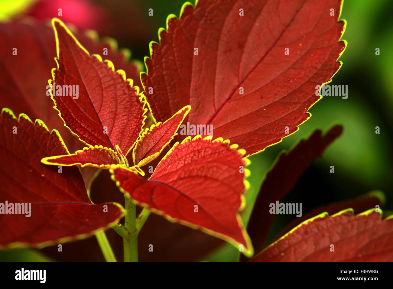 foglie rosse Foto Stock