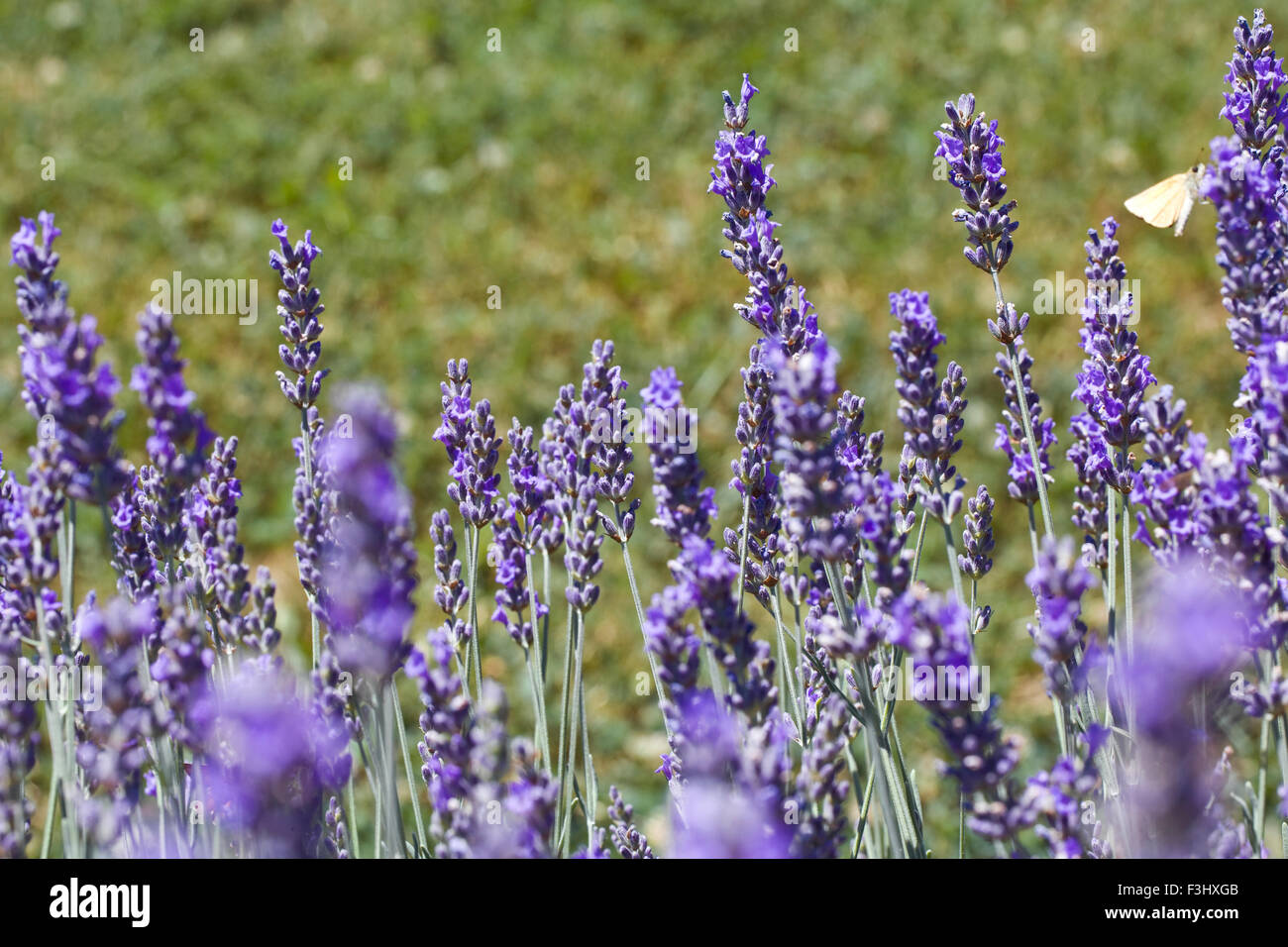 Lavanda fiori nel campo Foto Stock