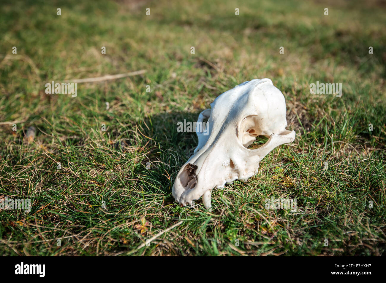 Cane scull sull'erba closeup Foto Stock