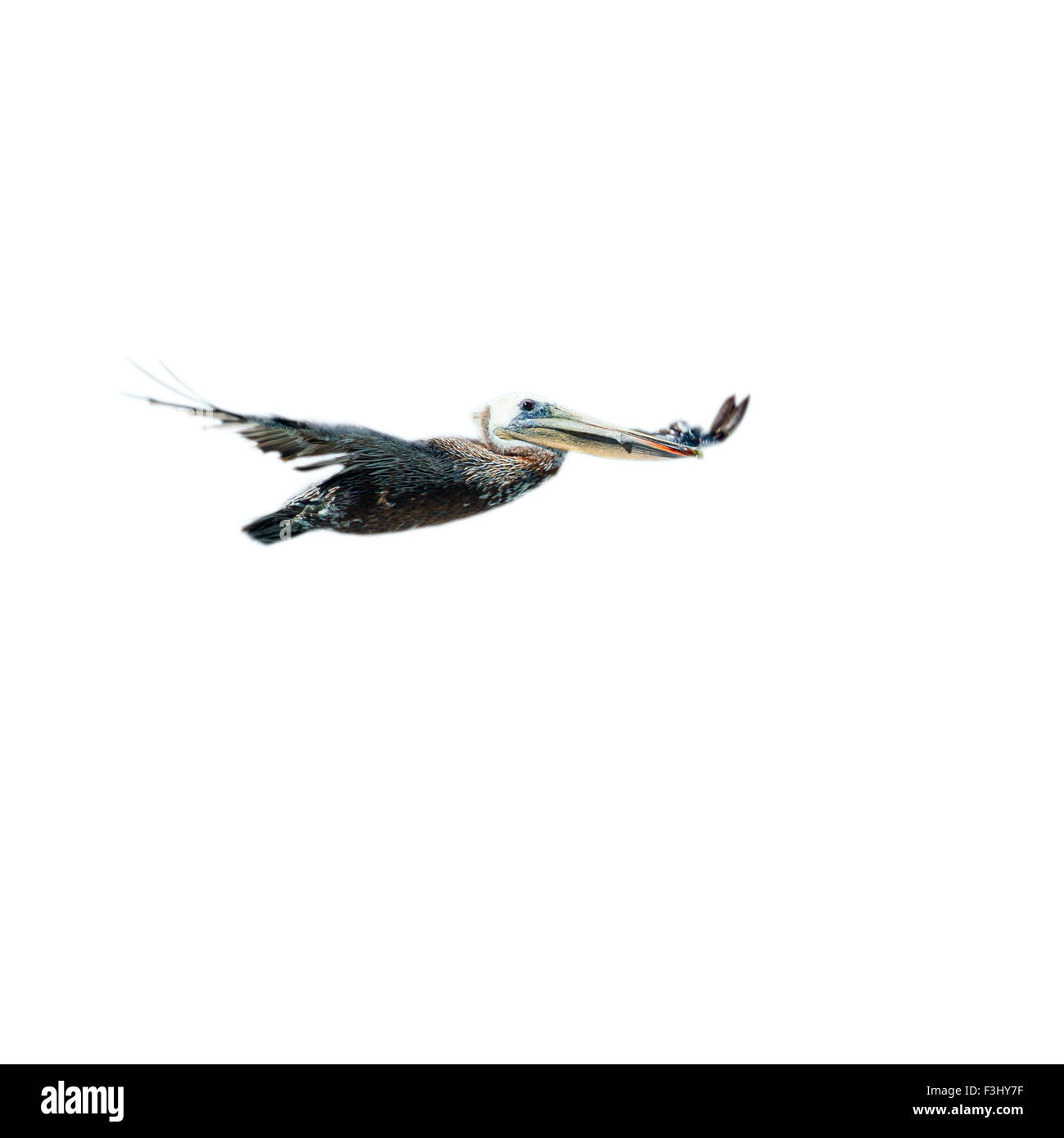 Un Pellicano volatore isolati su sfondo bianco Foto Stock