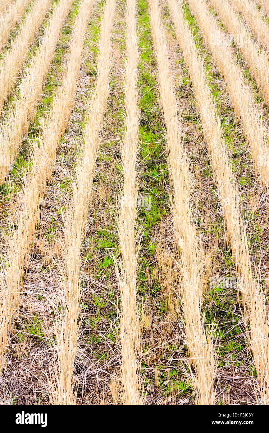 Agricoltura giapponese. Righe di giovani stocchi di riso che crescono in acqua connesso campo di risone al di fuori della città di Azuchi. Vista lungo le righe, pattern. Foto Stock