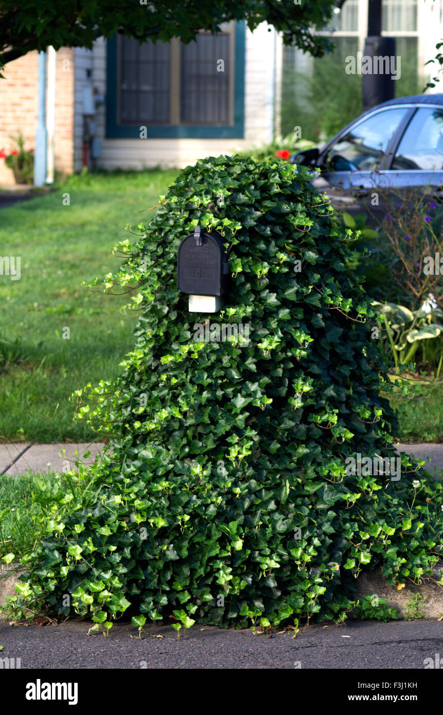 Casella postale in Pennsylvania coperto di edera con la bandiera rossa in alto indicando mail è arrivato. Foto Stock