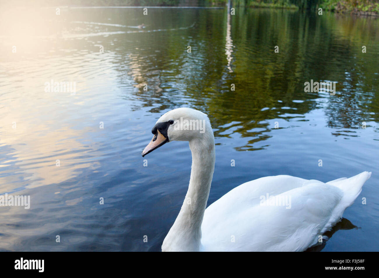 Swan nuotare in un lago calmo Foto Stock