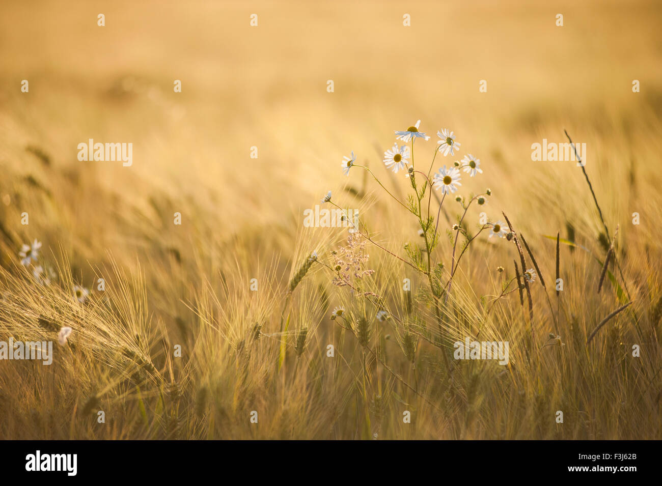 Comune (a margherita Bellis perennis) fiori in campi di orzo durante il tramonto Foto Stock