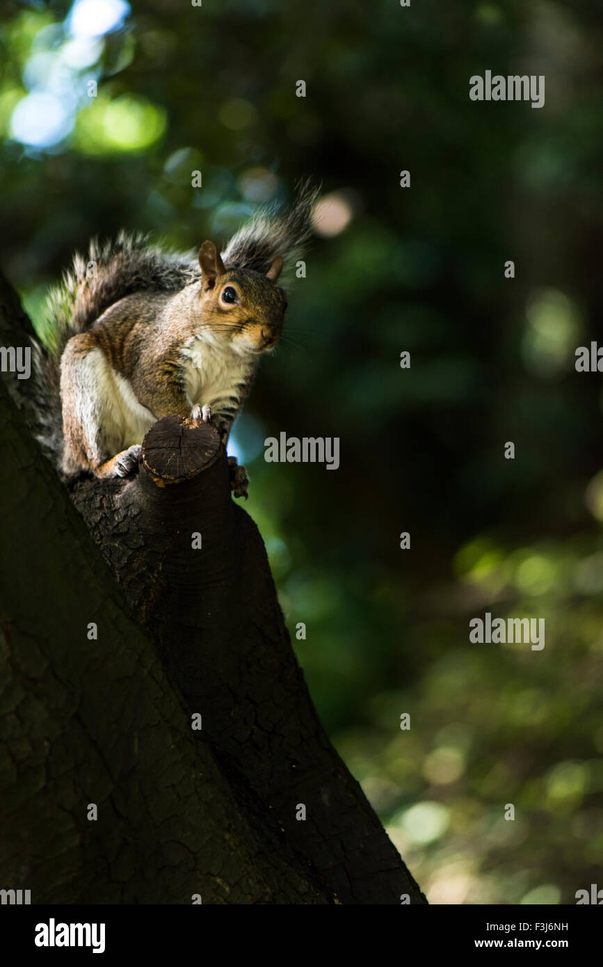 Scoiattolo grigio (Sciurus carolinensis) su albero di Burgess Park, Londra, Inghilterra, Gran Bretagna, Regno Unito, Europa Foto Stock