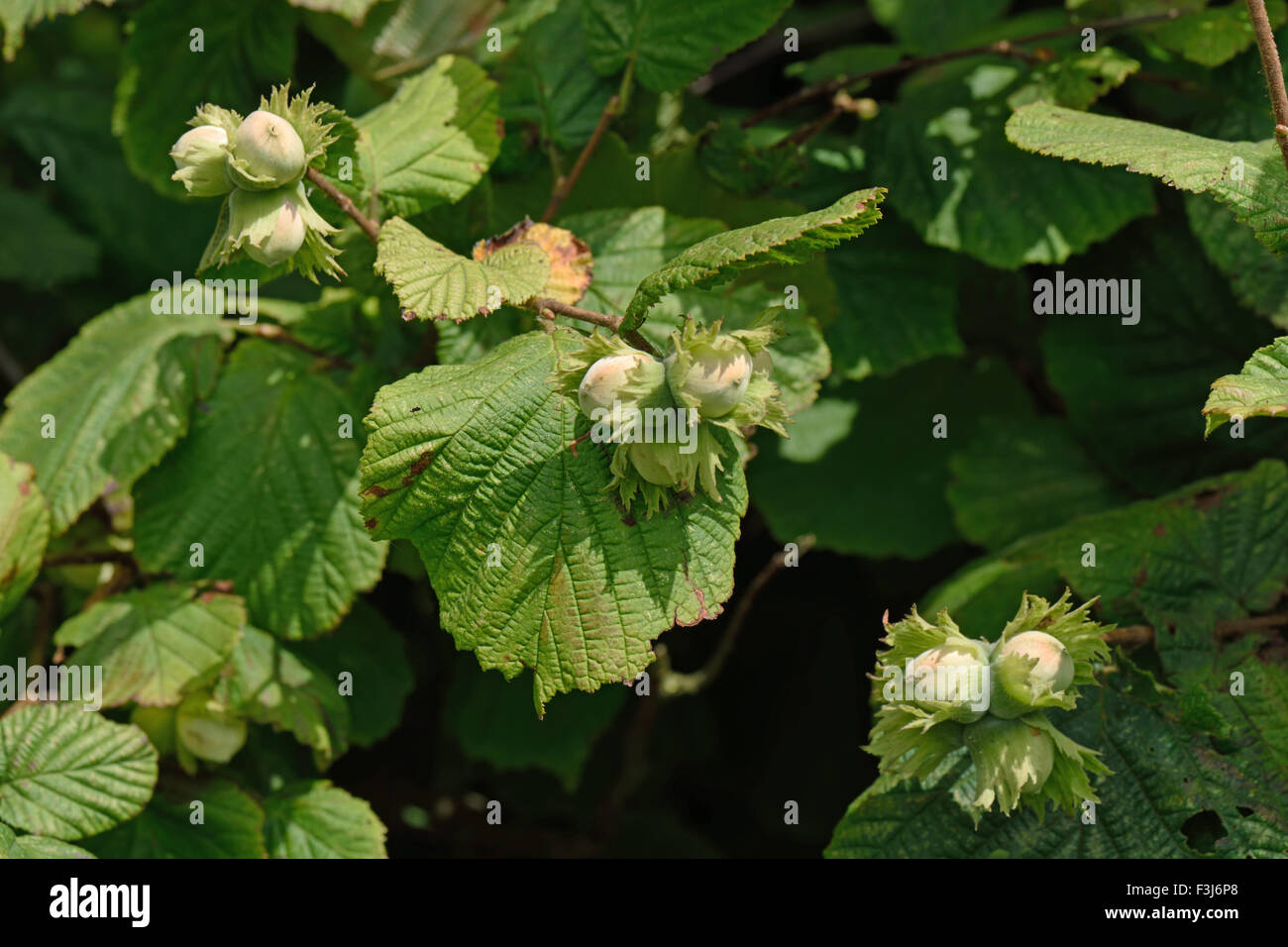 Hazel, Corylus avellana, dadi maturazione sulle piante selvatiche in estate, Agosto, Berkshire Foto Stock