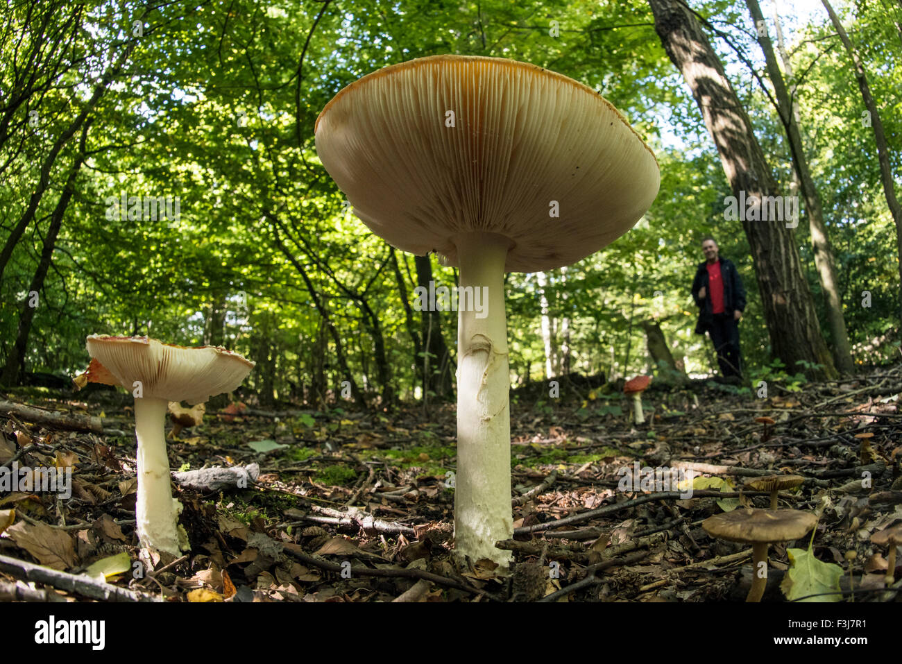 Imbuto comune (Clitocybe gibba) funghi close up con uomo in background nella Foresta di Epping, Inghilterra, Gran Bretagna, Regno Unito Foto Stock