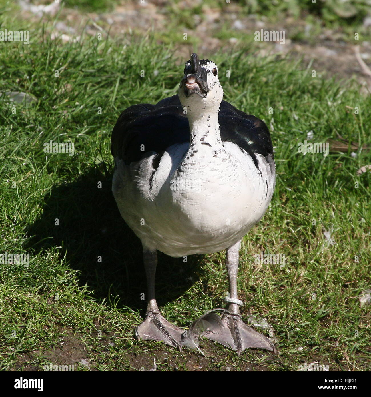 Voce maschile del Vecchio Mondo anatra a pettine o manopola fatturati anatra (Sarkidiornis melanotos melanotos) Foto Stock