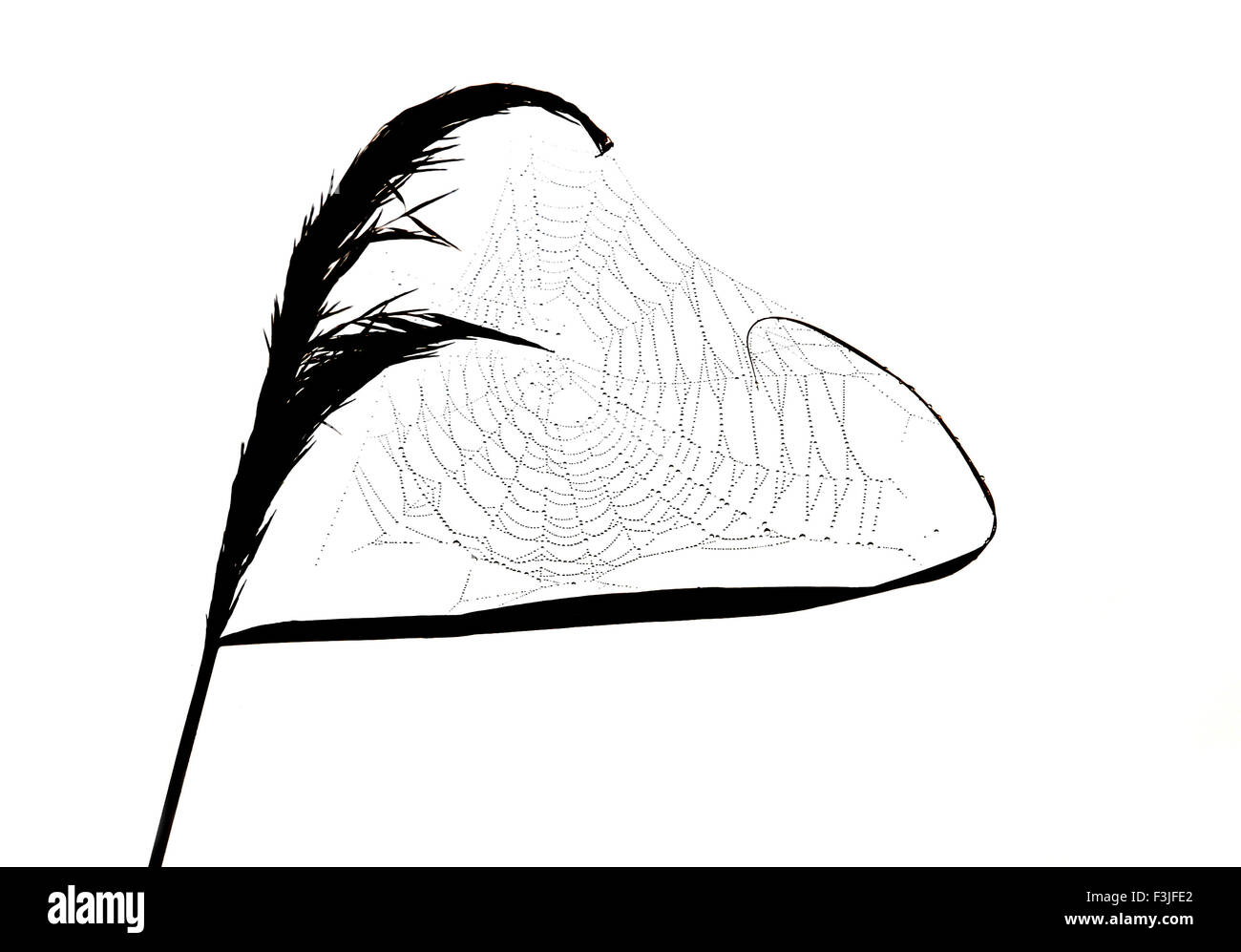 Un bianco e nero ad alta Studio chiave di una spider web attaccato ad un canal pianta laterale Foto Stock