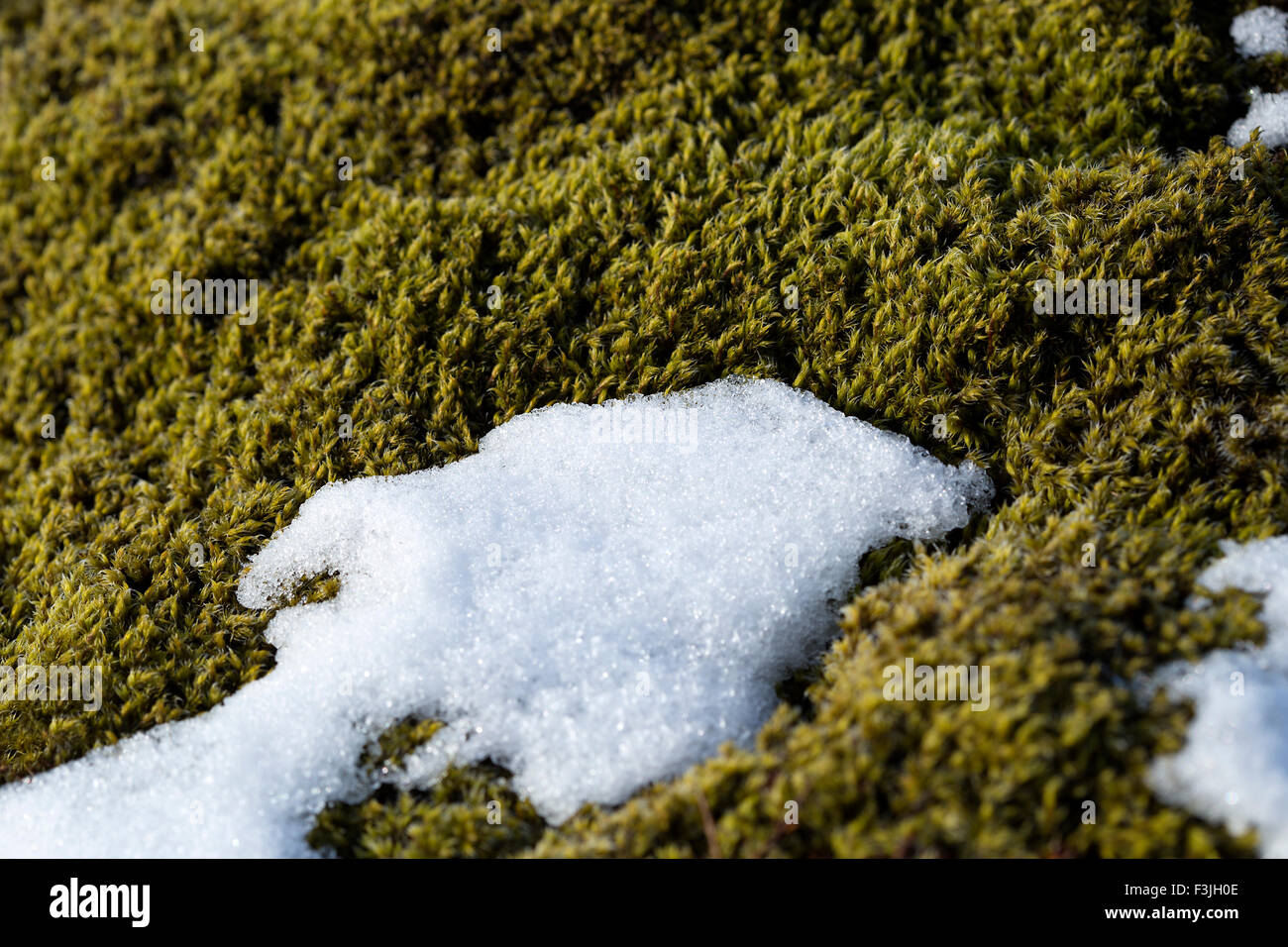 Primo piano della fragile muschio islandese in primavera Foto Stock