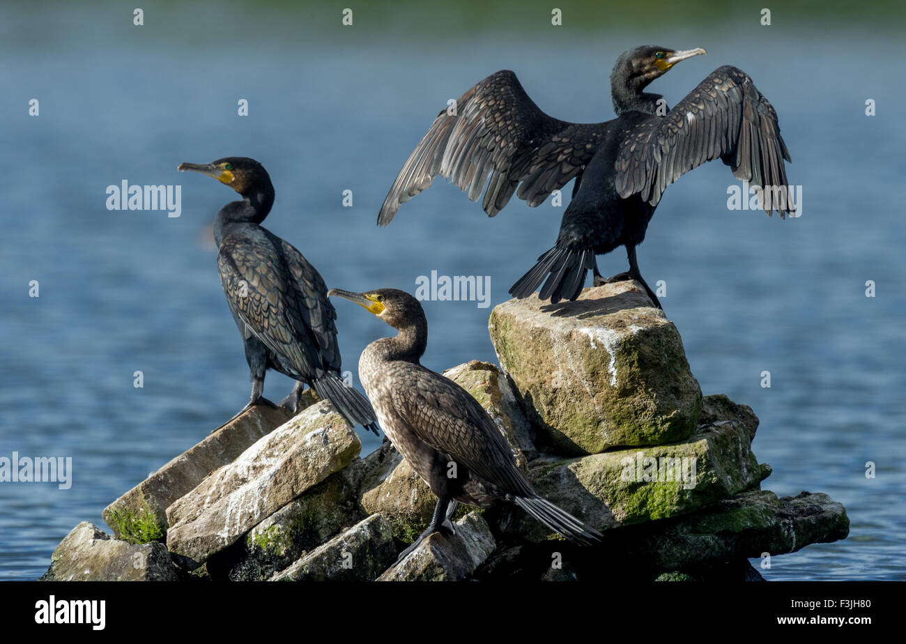 I cormorani in appoggio su una roccia esposta nel mezzo del lago, un essiccamento le sue piume. Foto Stock