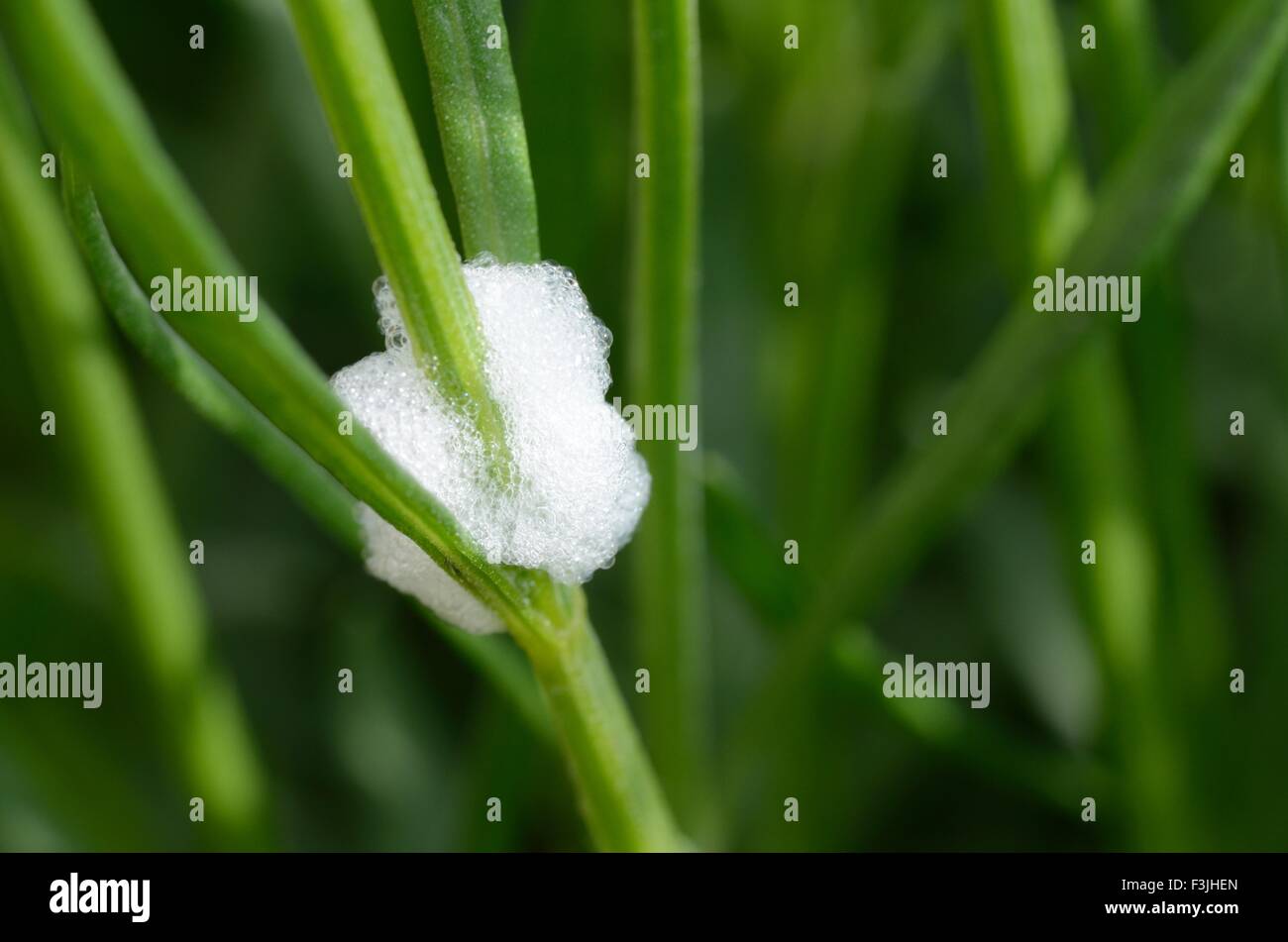 Il cuculo sputare su piante di lavanda Foto Stock
