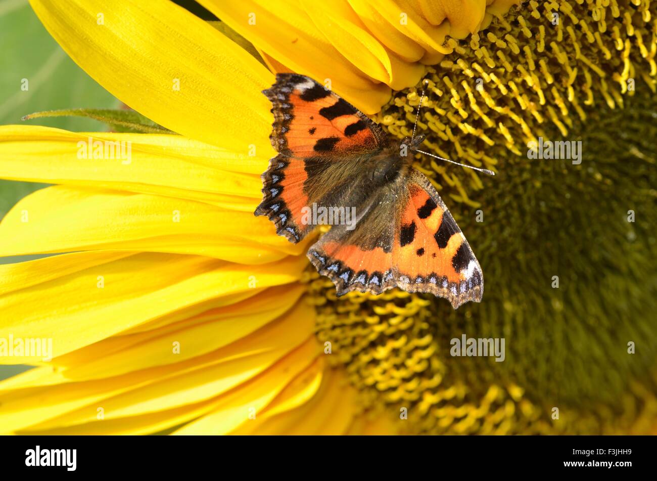 Piccola Tartaruga farfalla su Girasole Foto Stock