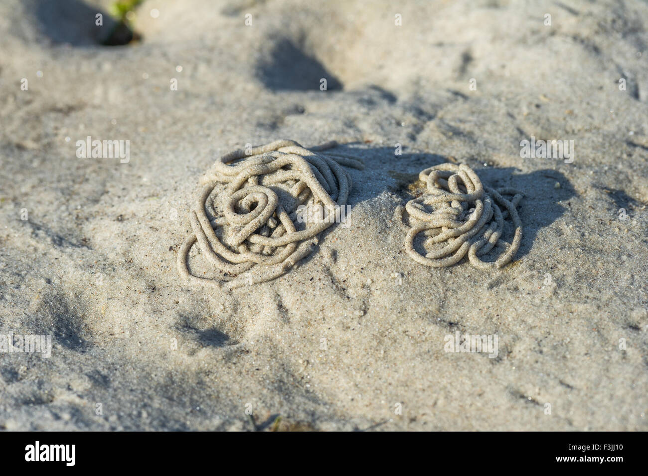 Il cast di lugworm o sandworm sulla sabbia d'argento a Morar, Scozia a bassa marea. Foto Stock