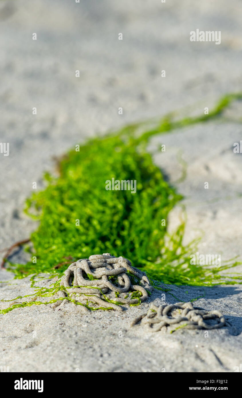 Alga verde catturato sul lugworm getta a bassa marea. Foto Stock