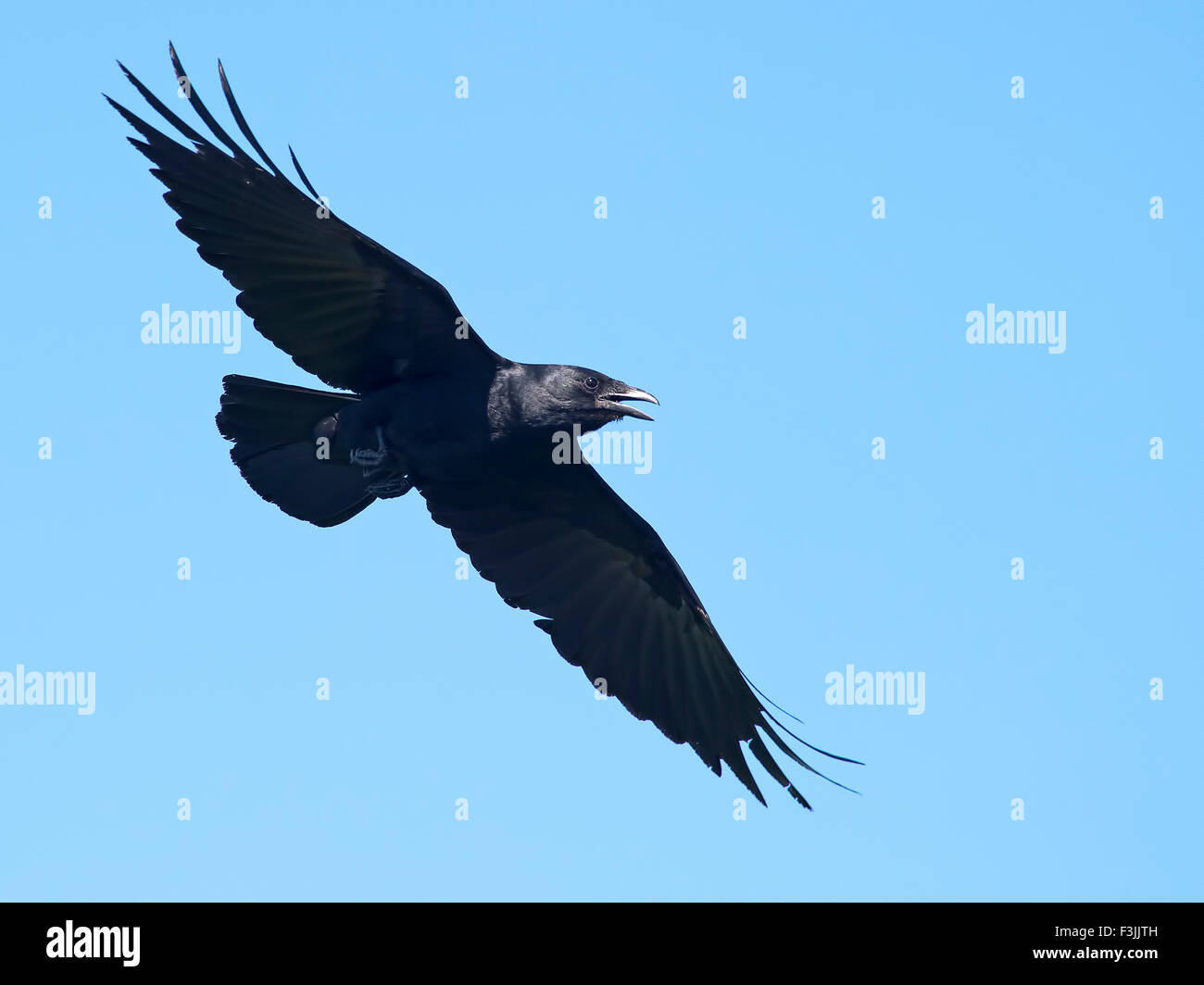American Crow in volo Foto Stock