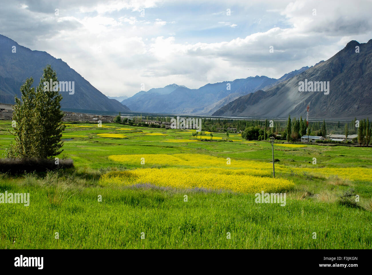 Campi di senape a Diskit ; Ladakh ; Jammu e Kashmir ; India Foto Stock