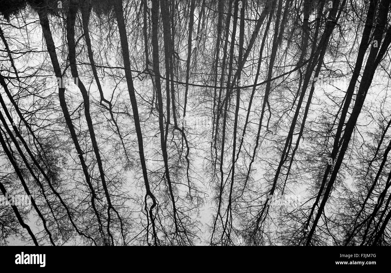 La riflessione di alberi di Cromford Canal Foto Stock