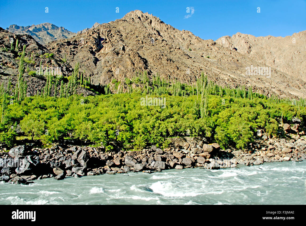 Albicocchi lungo il lato del fiume Indo ; Ladakh ; Jammu e Kashmir ; India Foto Stock