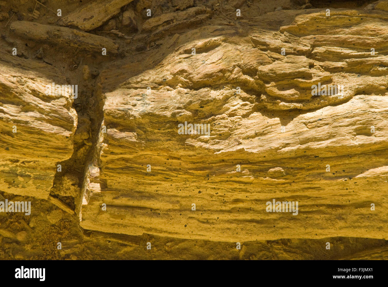 Il legno fossile Aakal parco a Jaisalmer ; Rajasthan ; India Foto Stock