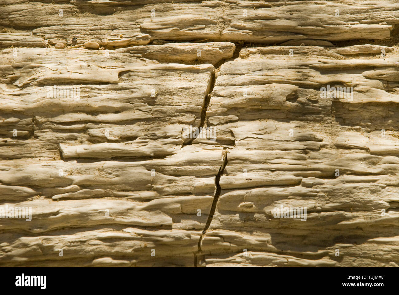 Il legno fossile Aakal parco a Jaisalmer ; Rajasthan ; India Foto Stock