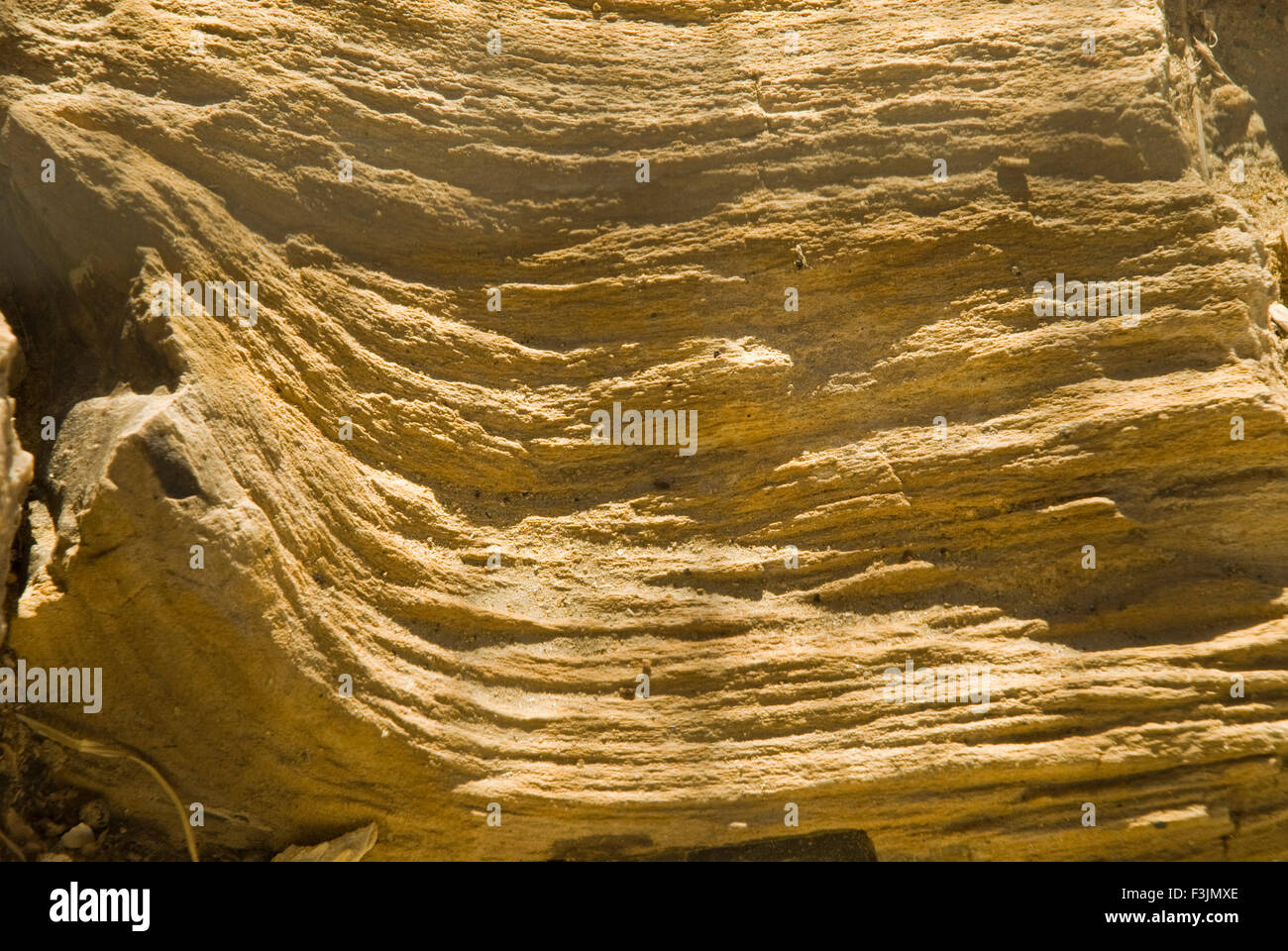 Il legno fossile Aakal parco a Jaisalmer ; Rajasthan ; India Foto Stock