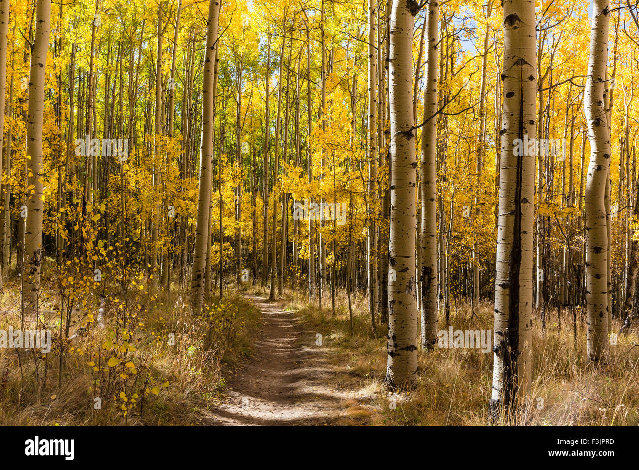 Il Colorado si snoda attraverso un colorato Aspen Grove nel colore di autunno in Kenosha Pass. Foto Stock