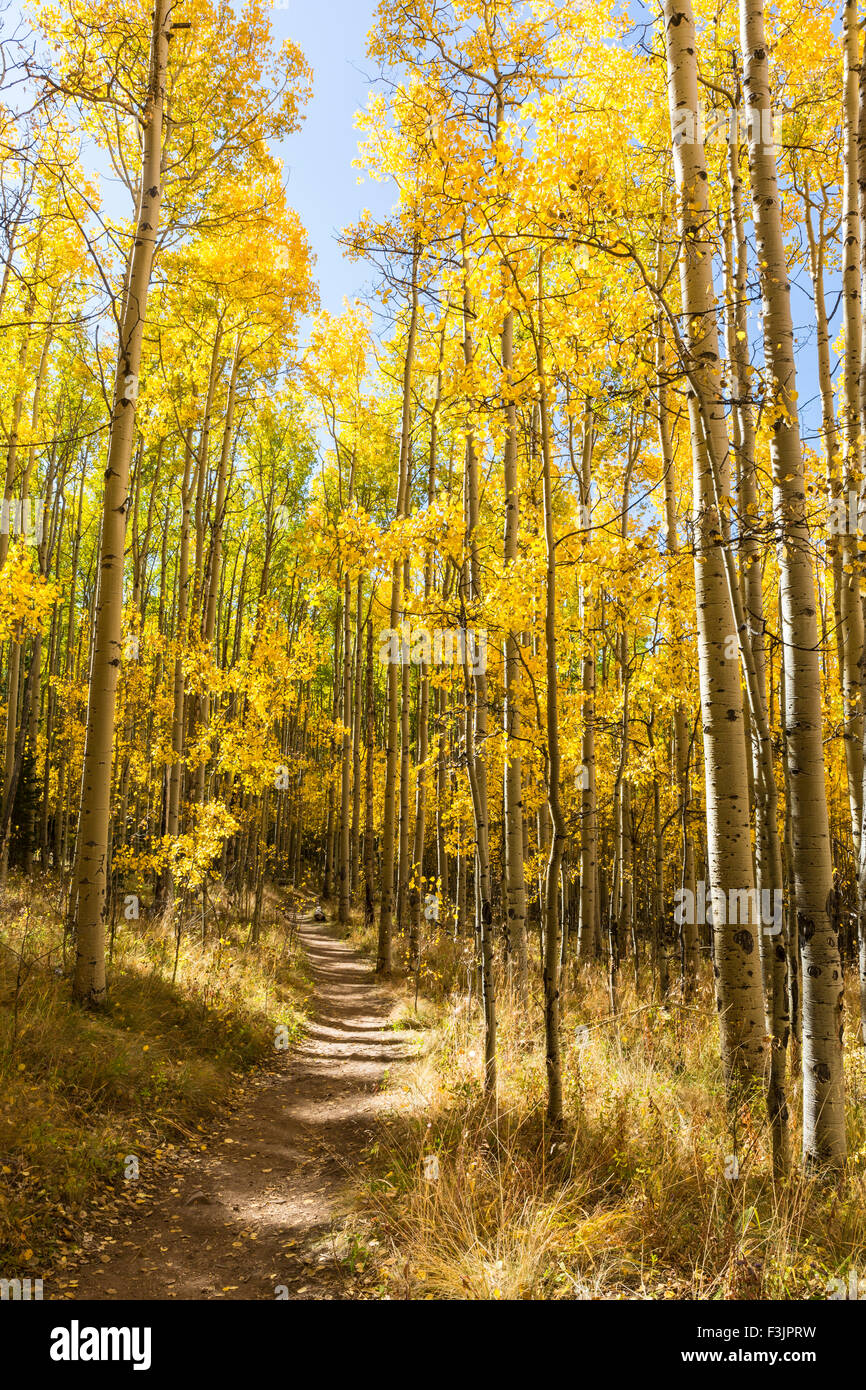 Il Colorado si snoda attraverso un colorato Aspen Grove nel colore di autunno in Kenosha Pass. Foto Stock