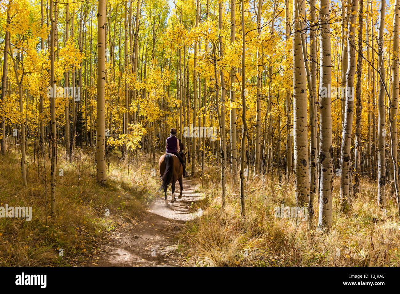 Un cavaliere si snoda attraverso un colorato Aspen Grove nel colore di autunno in Kenosha Pass. Foto Stock