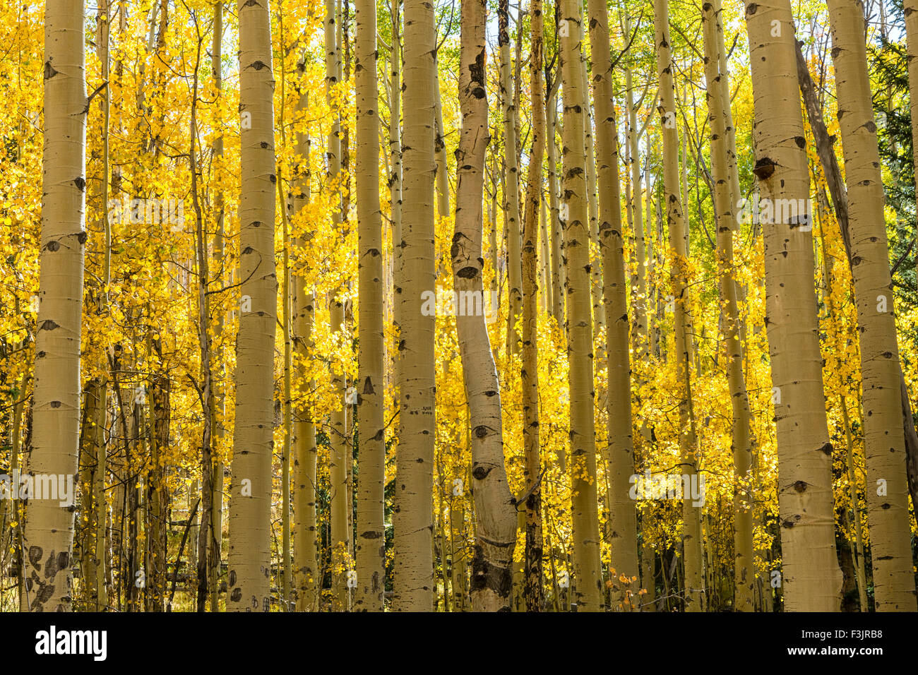 Il Colorado si snoda attraverso un colorato Aspen Grove nel colore di autunno in Kenosha Pass. Foto Stock