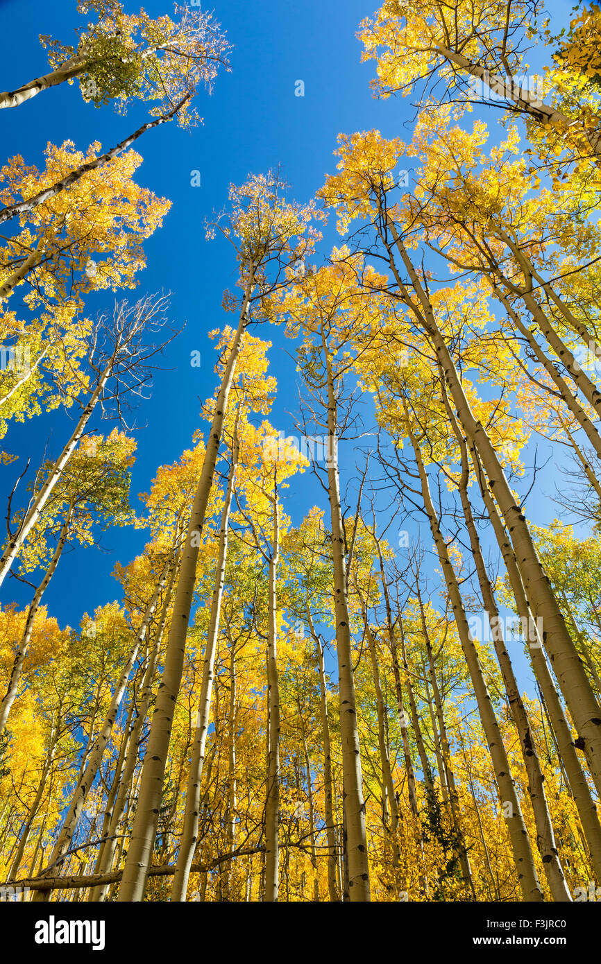 Aspen trunk con golden vacilla lascia per raggiungere un cielo blu su Colorado Trail a Kenosha passano in Colorado. Foto Stock