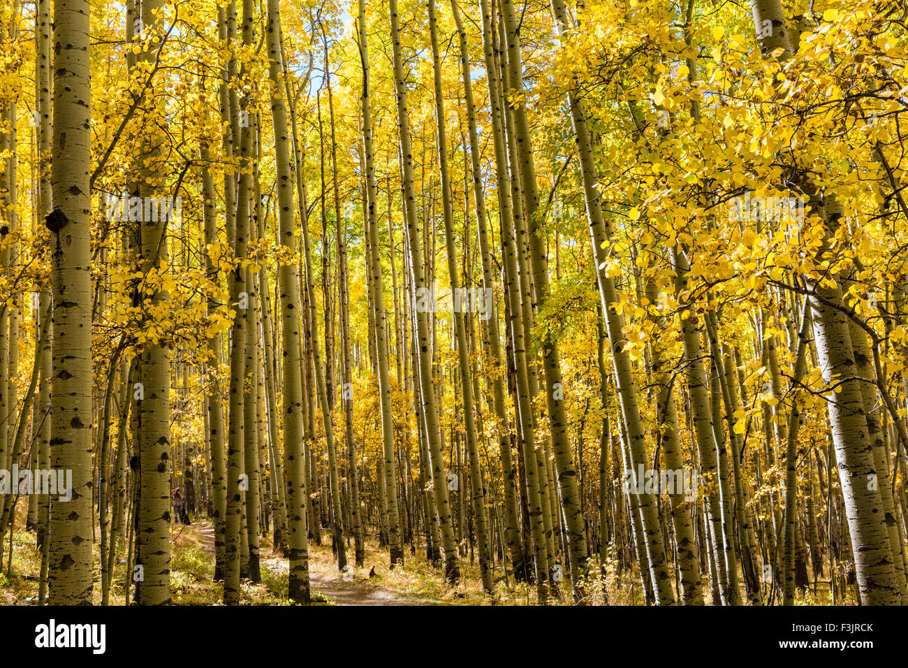 Un boschetto di alberi di Aspen in pieno colore di autunno su Colorado Trail in Kenosha Pass, Colorado. Foto Stock