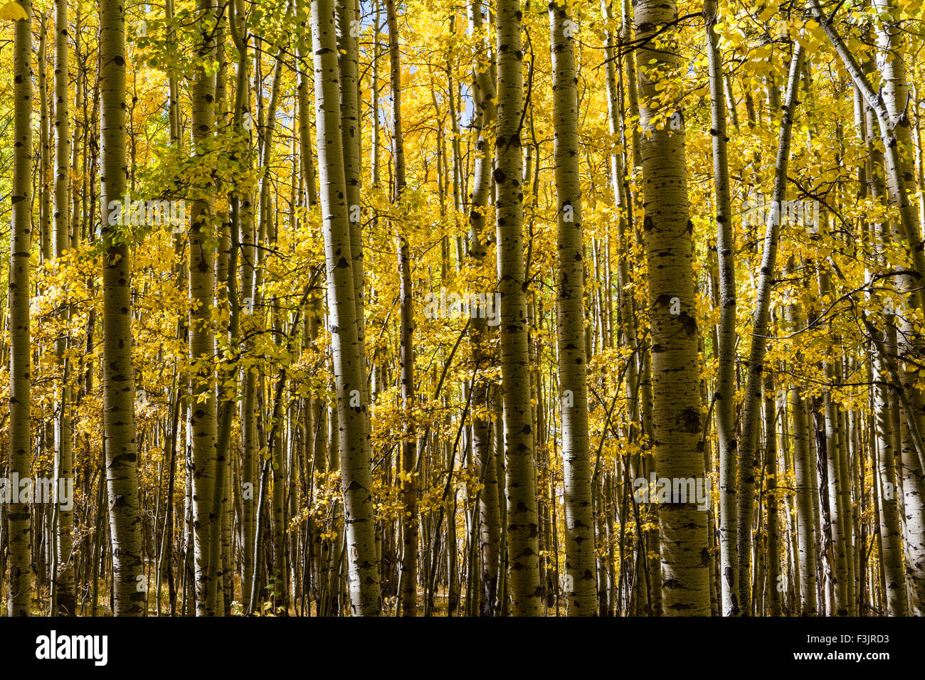 Un boschetto di alberi di Aspen in pieno colore di autunno su Colorado Trail in Kenosha Pass, Colorado. Foto Stock