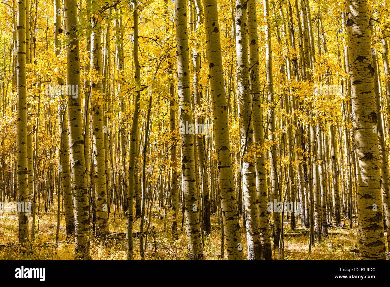 Un boschetto di alberi di Aspen in autunno pieno splendore su Colorado Trail in Kenosha Pass, Colorado. Foto Stock