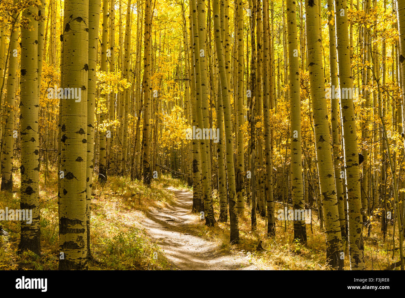Un boschetto di alberi di Aspen in autunno pieno splendore su Colorado Trail in Kenosha Pass, Colorado. Foto Stock