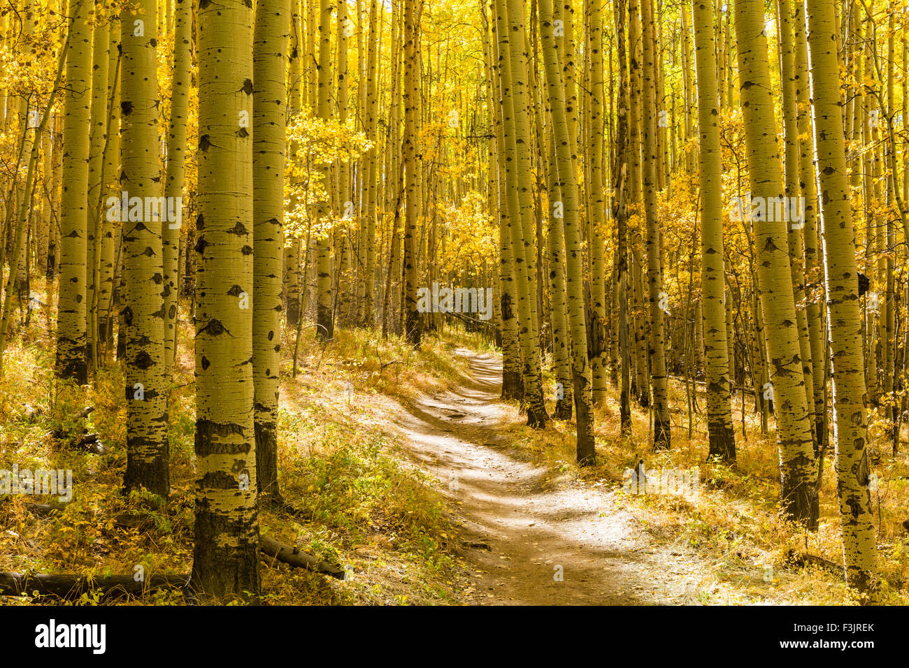 Un boschetto di alberi di Aspen in autunno pieno splendore su Colorado Trail in Kenosha Pass, Colorado. Foto Stock