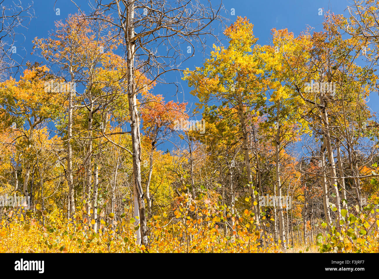 Un boschetto di giovani alberi di Aspen in pieno colore di autunno su Colorado Trail in Kenosha Pass, Colorado. Foto Stock