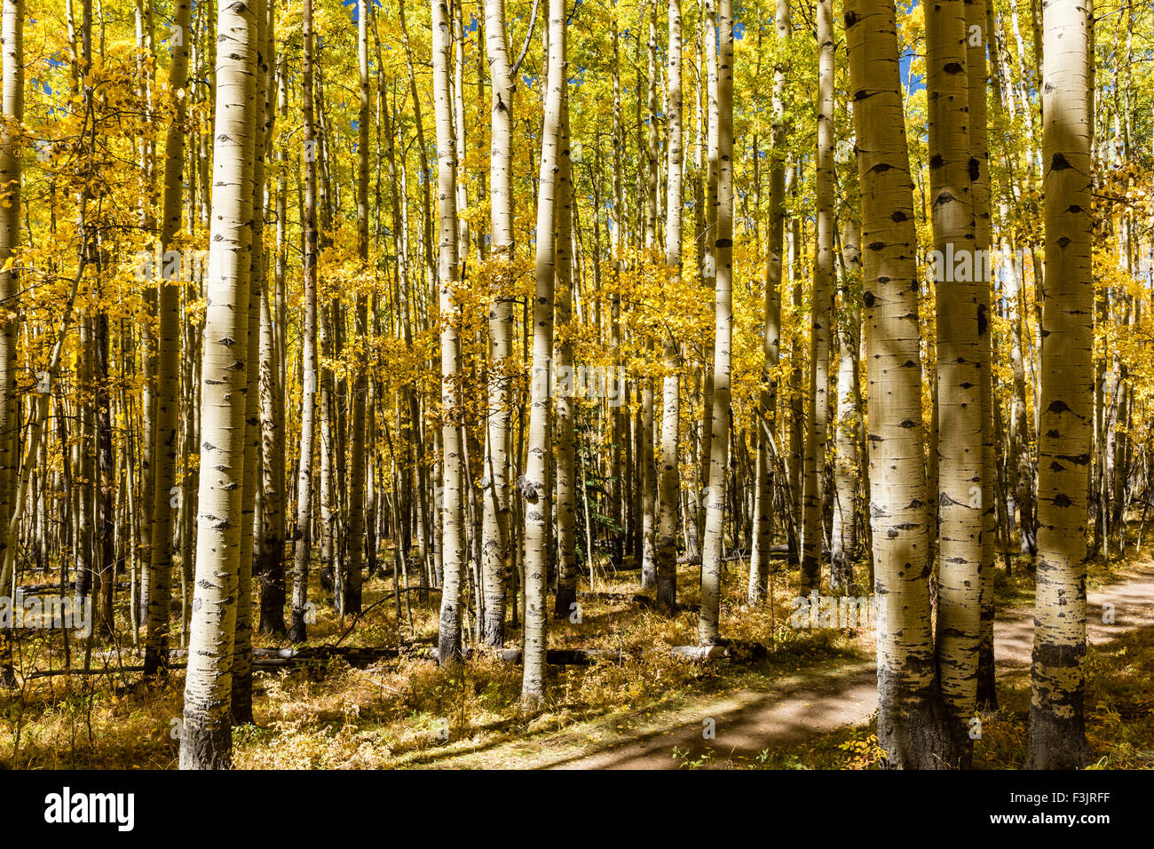 Un boschetto di alberi di Aspen in pieno colore di autunno su Colorado Trail in Kenosha Pass, Colorado. Foto Stock