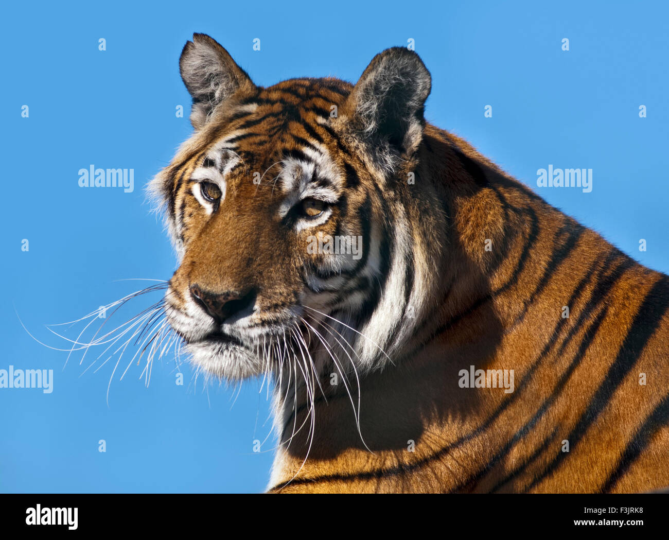 Lola, tigre del Bengala (panther tigri tigri), Isola di Wight Zoo, Sandown, Isle of Wight, Hampshire, Inghilterra Foto Stock