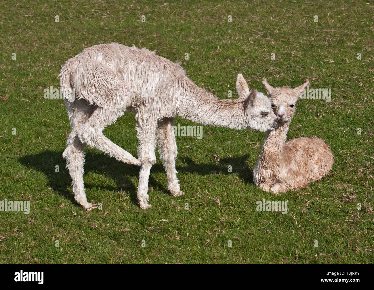 Baby alpaca o Crias incollaggio (vicugna pacos) Foto Stock