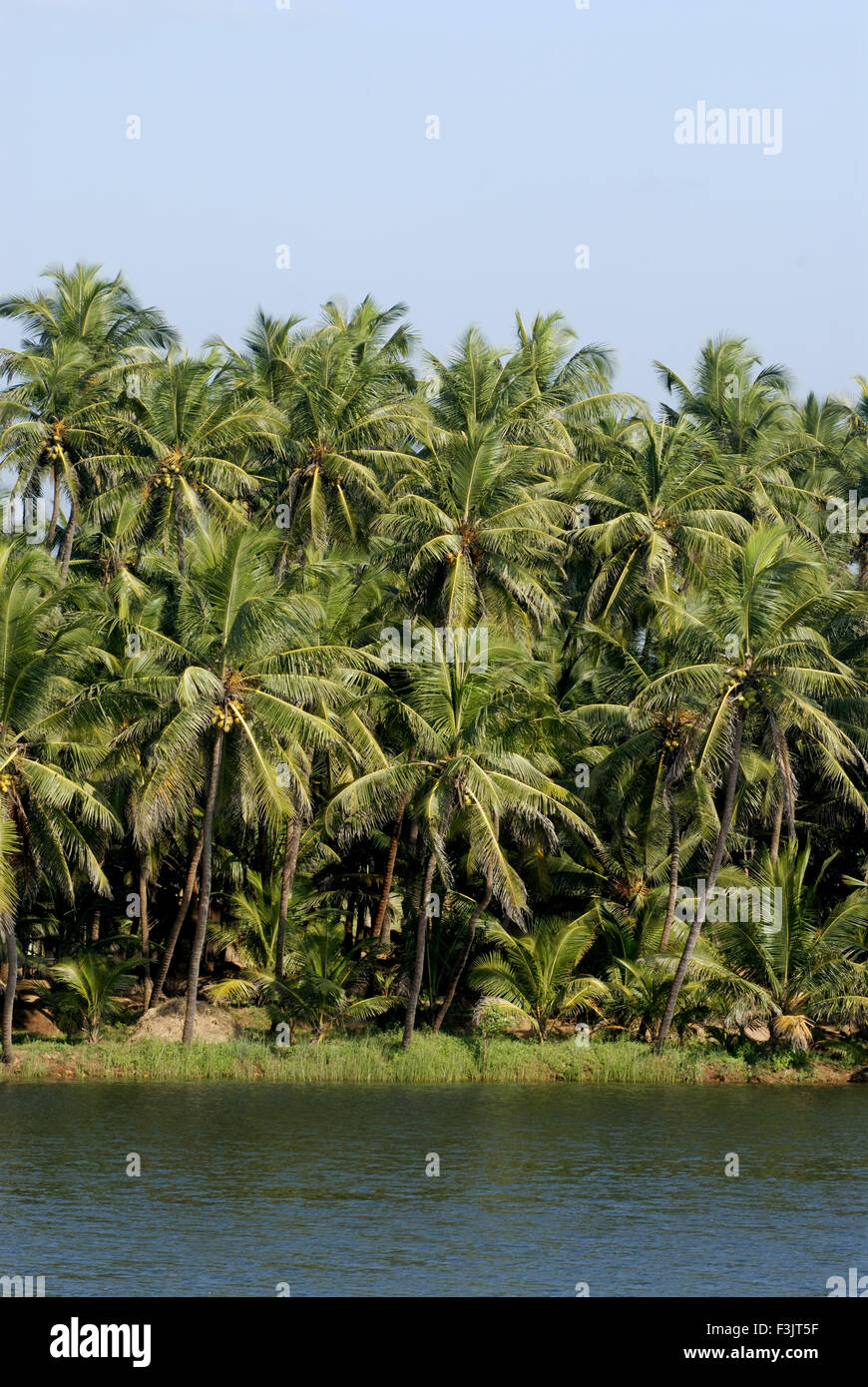 Sauparnika River green palme da cocco tree Maravanthe Kundapura Udupi Karnataka India Foto Stock