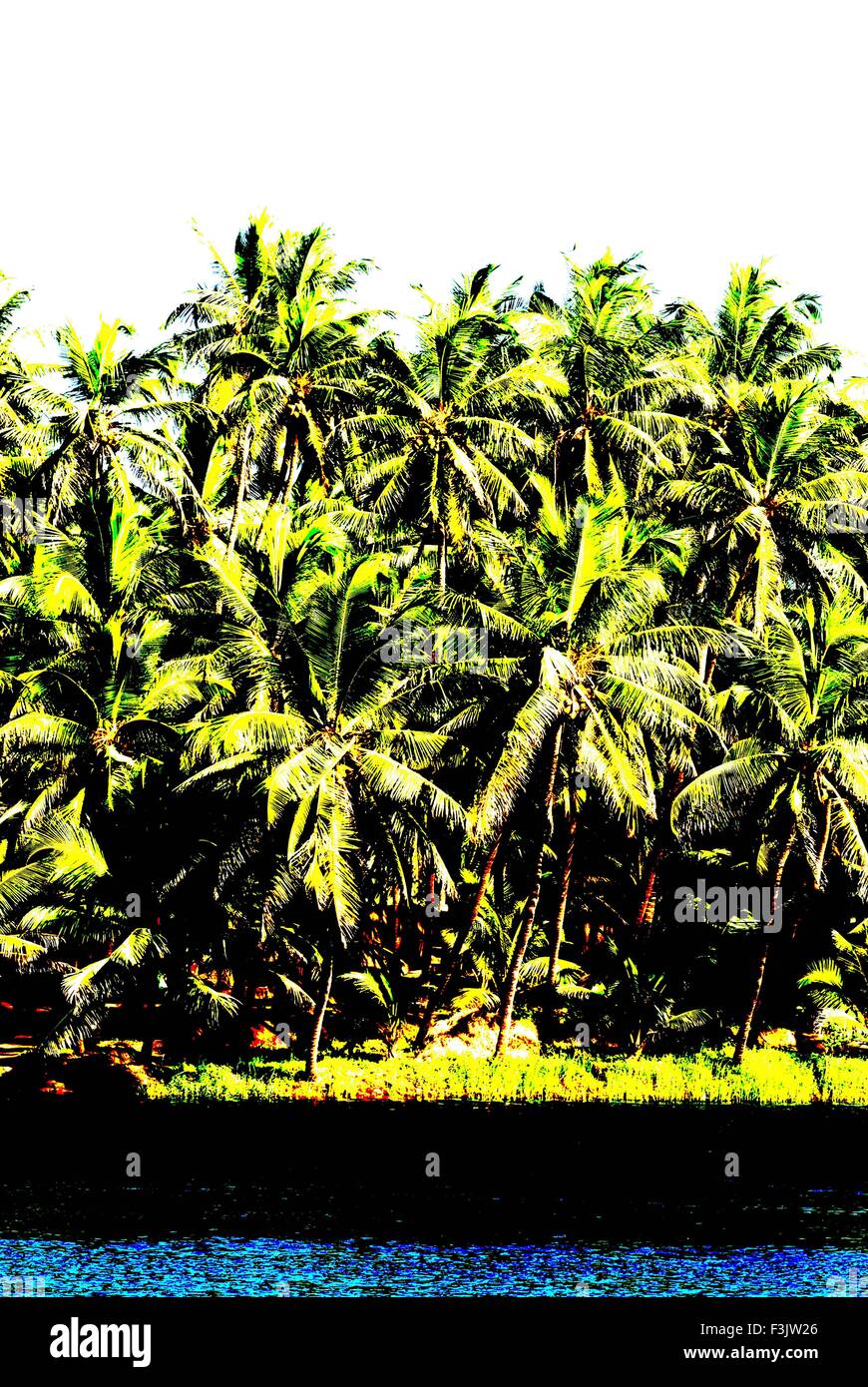 Banca di fiume Sauparnika con lussureggianti palme da cocco a Maravanthe Taluka Kundapura Udupi quartiere indiano di Karnataka Foto Stock