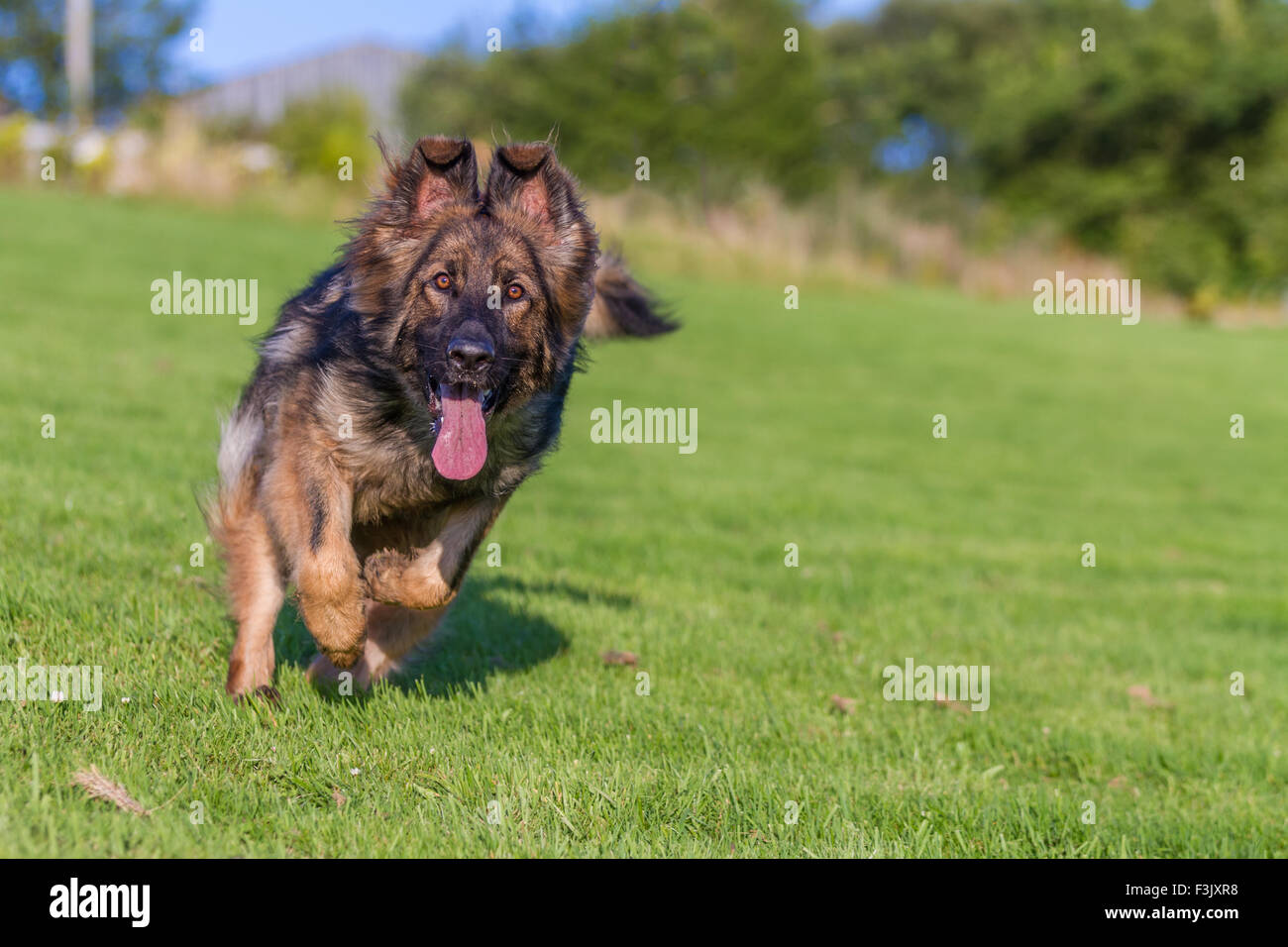 Alsaziano di ricarica del cane verso la telecamera piedi anteriori in aria Foto Stock